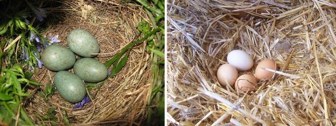 Eieren van de merel (Turdus merula) en de kip (Gallus gallus domesticus)