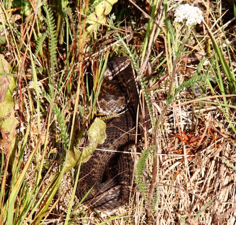 Zonnende adder (Vipera berus) 