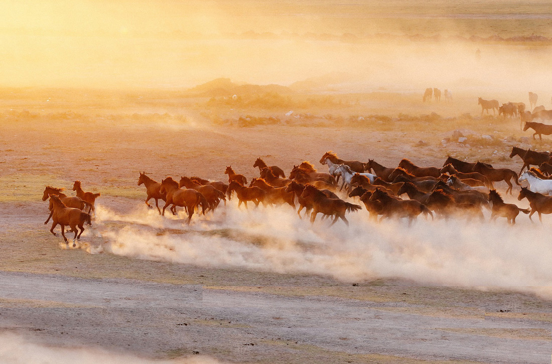 Rennende paarden