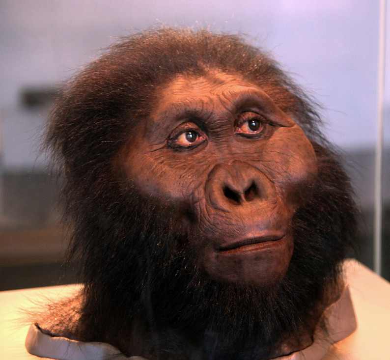 Paranthropus | Natuurwijzer