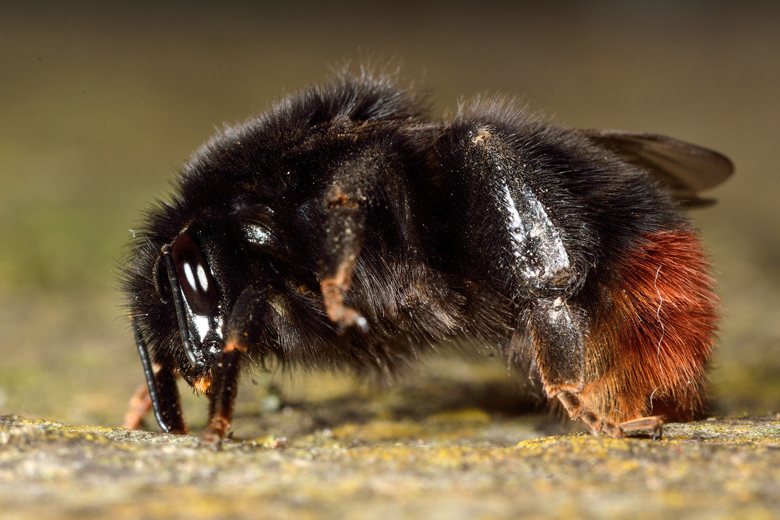 Hommel koningin