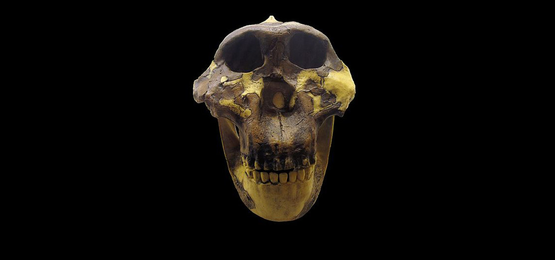 Paranthropus bosei schedel
