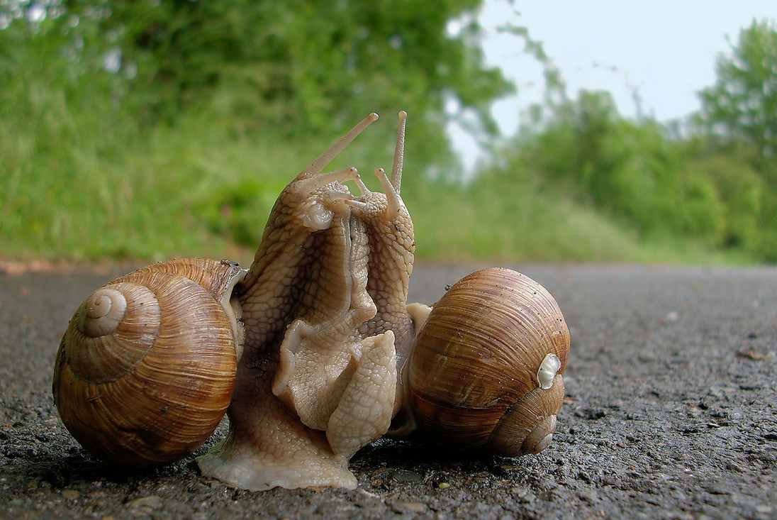 Coverafbeelding voortplanten: doe je het samen of alleen