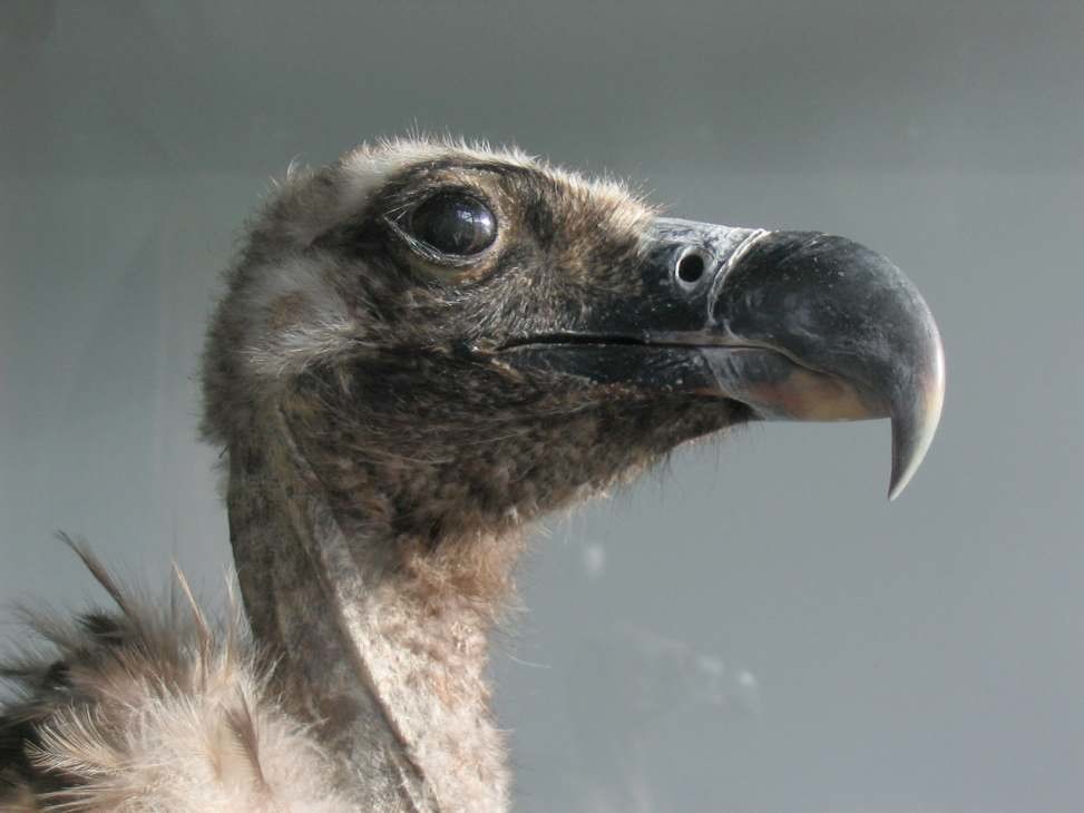 Monniksgier Carmen (Aegypius monachus) in Naturalis