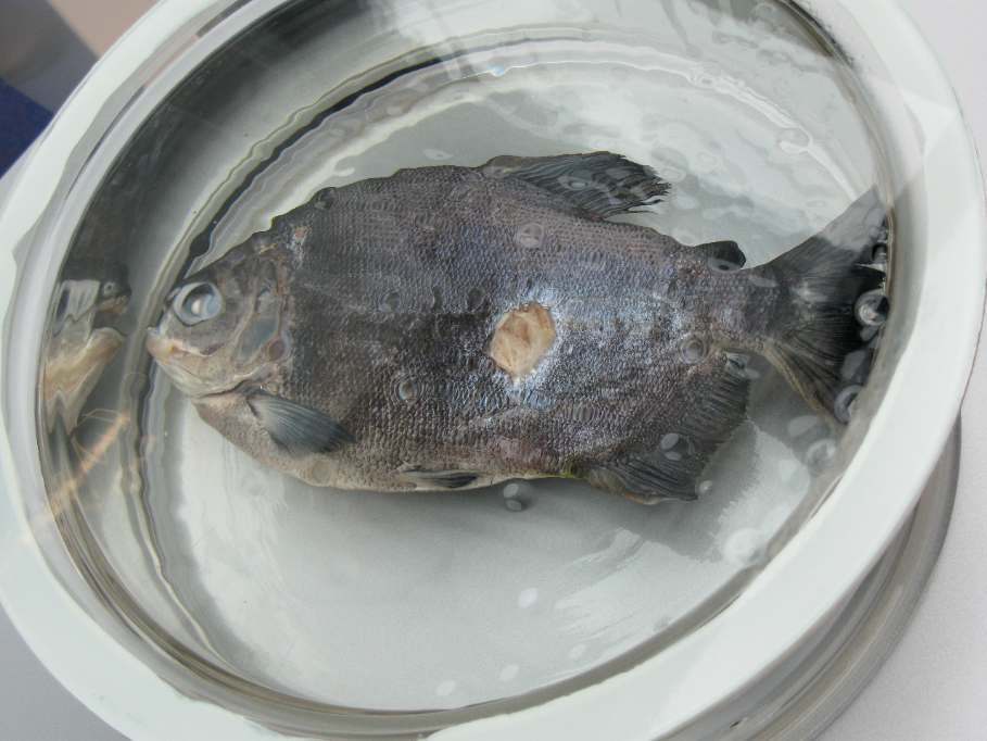 Pirapitinga  (Piaractus brachypomus) met gat door snavel van reiger.