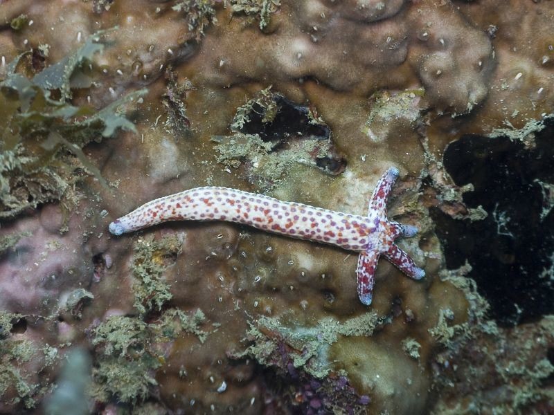 Bepaalde zeesterren laten soms één van hun armen los, die dan weer uitgroeit tot een nieuwe zeester.