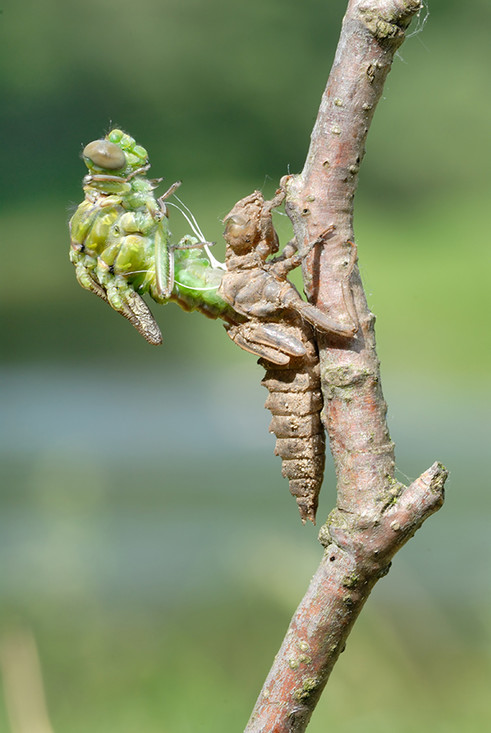 Vervelling jonge libelle