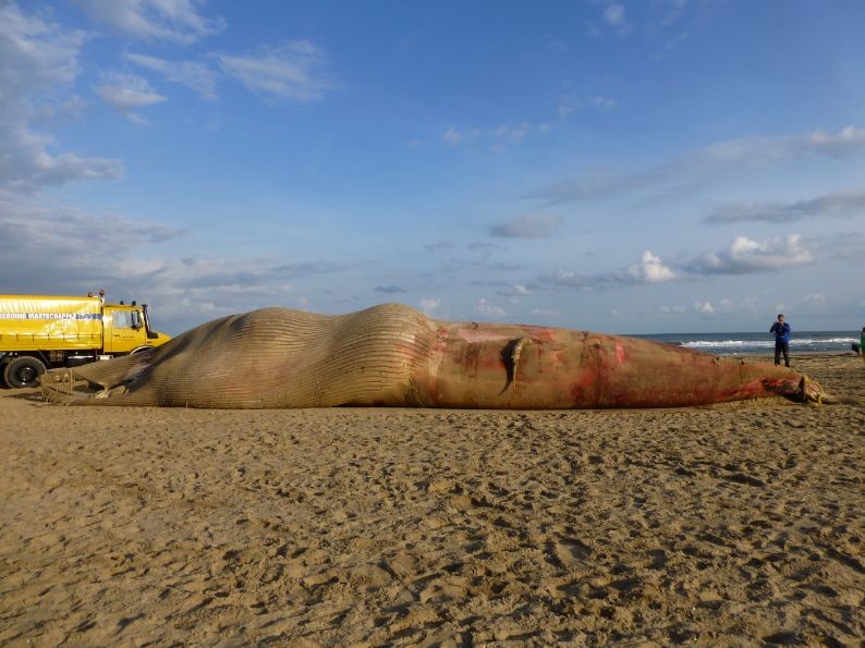 Gestrande walvis in Scheveningen.