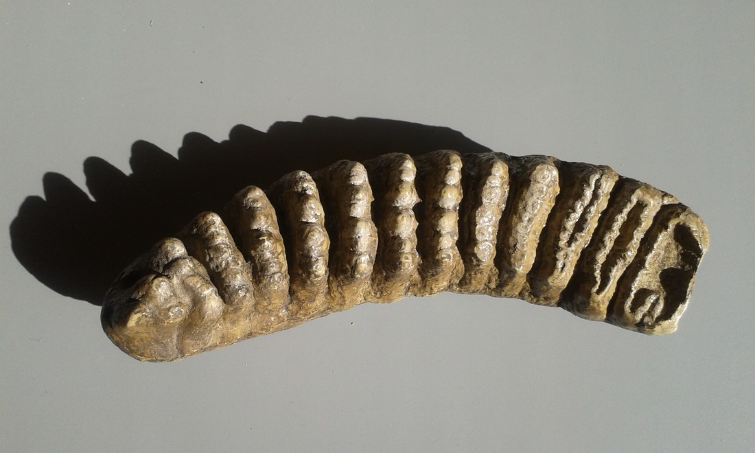Kies van Stegodon trigonocephalus (replica)