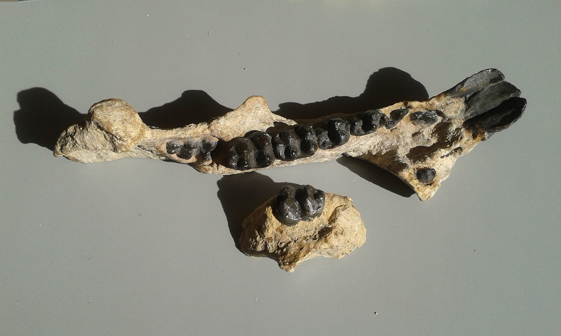 Knobbelige kiezen van het slurfdier Moeritherium (replica).