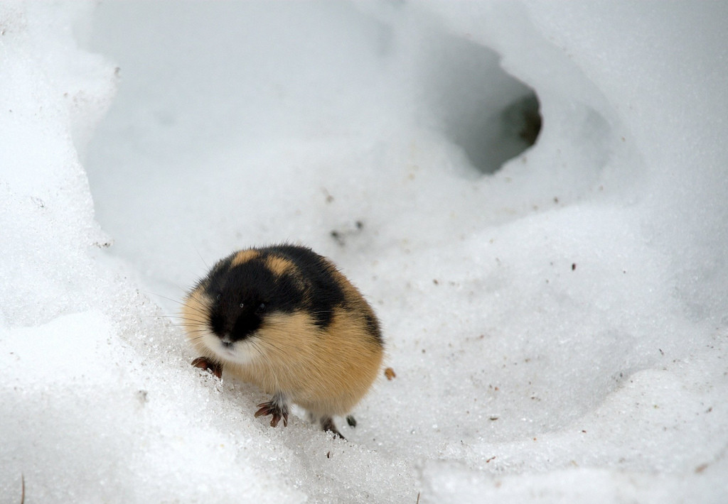 Lemming (Lemmus lemmus)