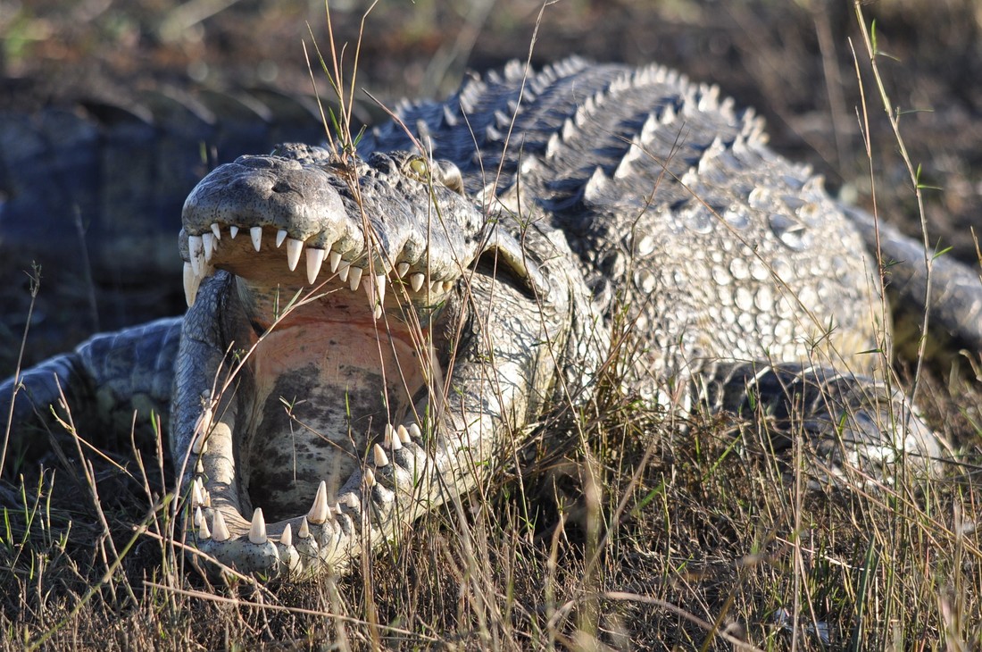 Gebit van een krokodil