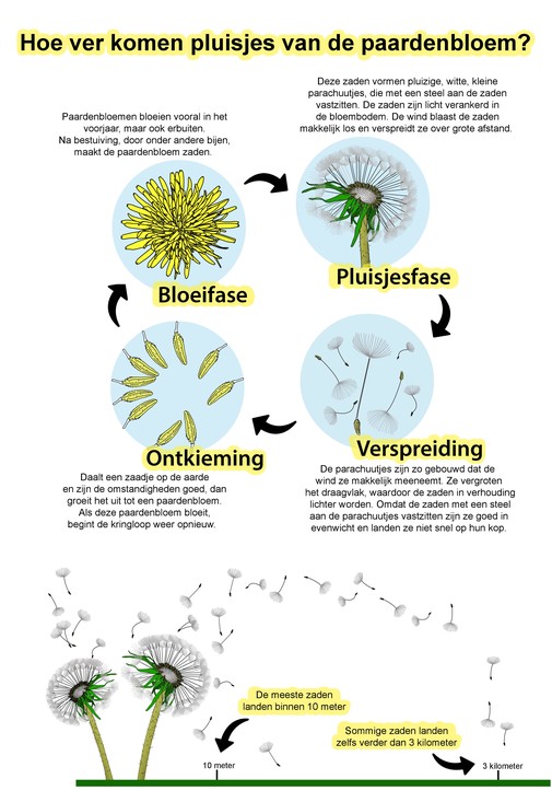 Hoe ver komen pluisjes van de paardenbloem?