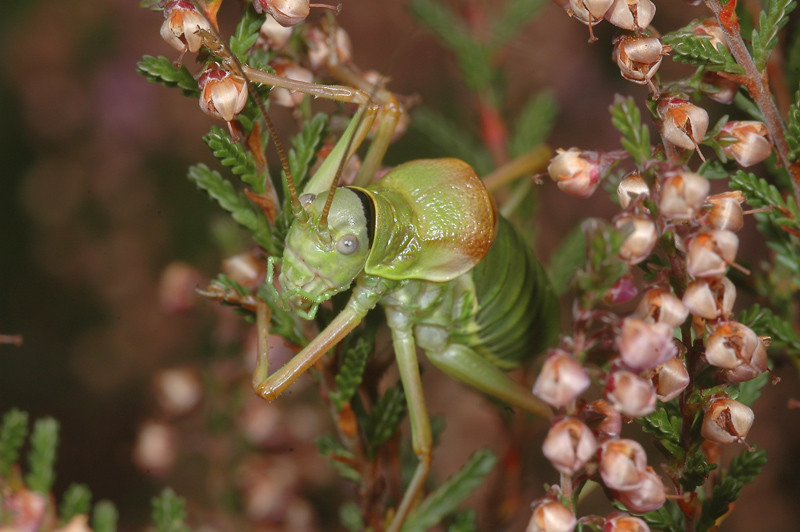 Sprinkhaan (Caelifera)