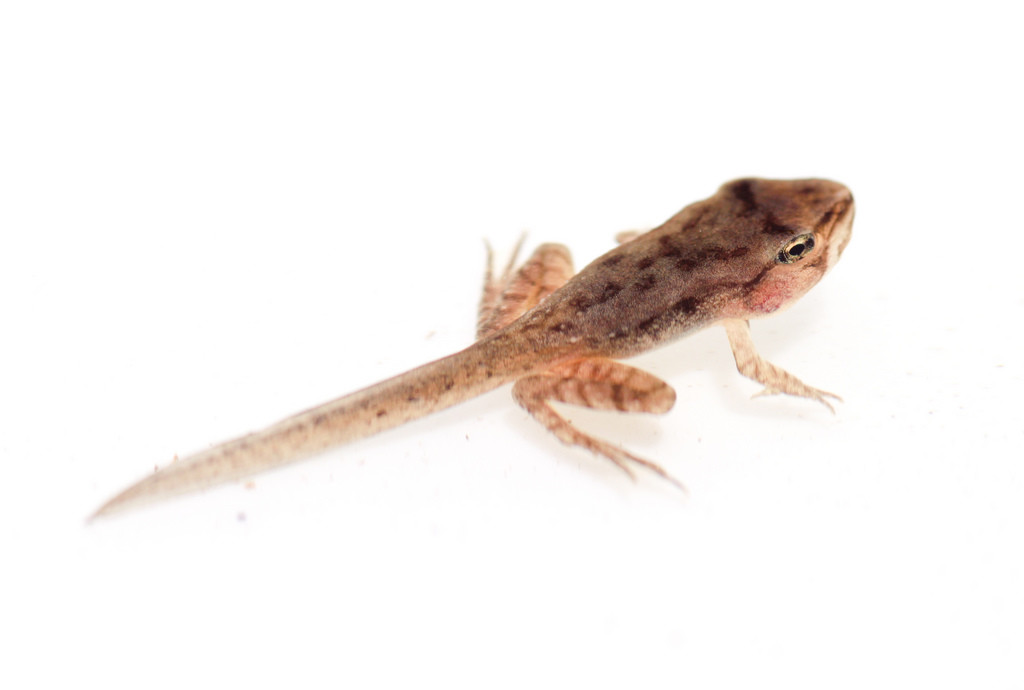 Ten dode opgeschreven cellen | Natuurwijzer
