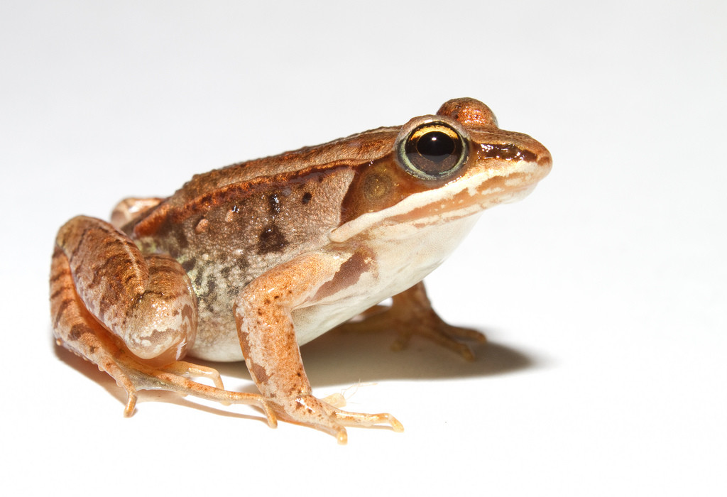 Ten dode opgeschreven cellen | Natuurwijzer