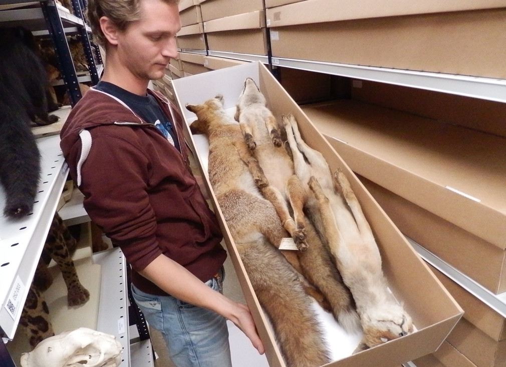 Collectiebeheerder Pepijn Kamminga met balgen van vossen.