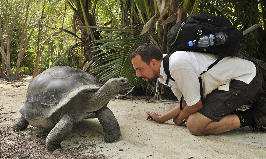 Seychellen reuzenschildpadden zijn niet schuw.