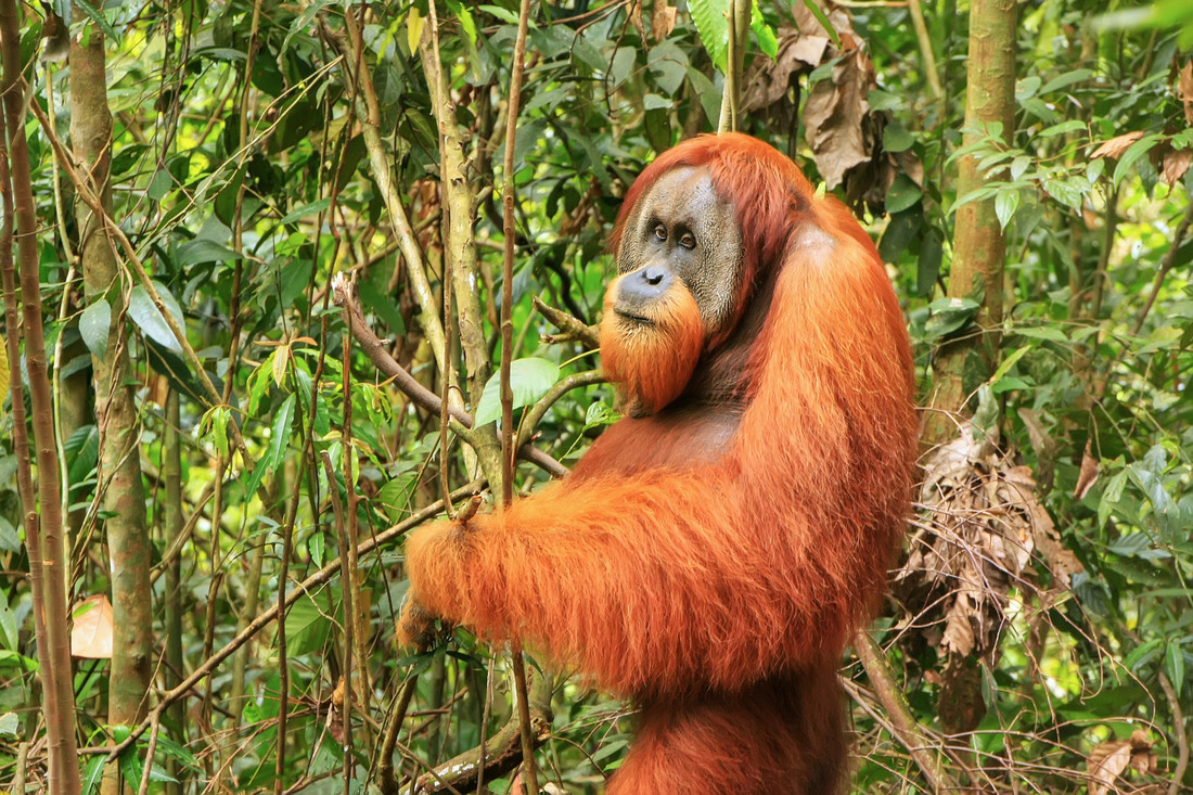 De Sumatraanse orang-oetan heeft een duidelijkere baard en meer oranje haren.