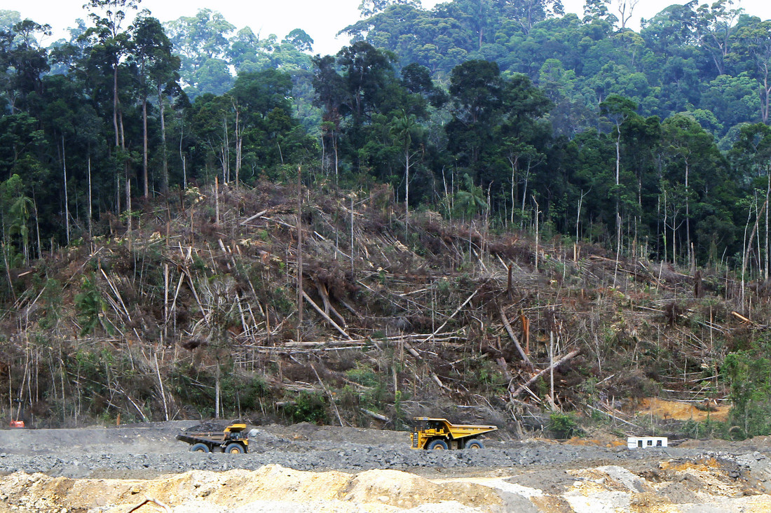 Vernietiging van het tropisch regenwoud betekent dat de leefomgeving van de orang-oetan ernstig afneemt.