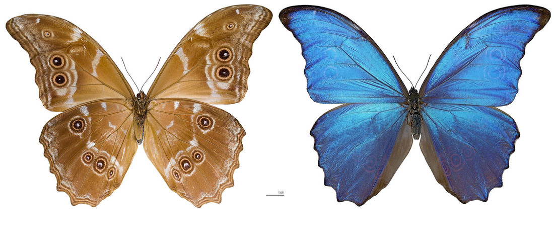 Onderkant en bovenkant van een mannetje Morpho didius.