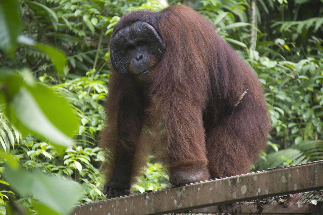 Het alfa mannetje van de Borneose orang-oetan: moeders mooiste?