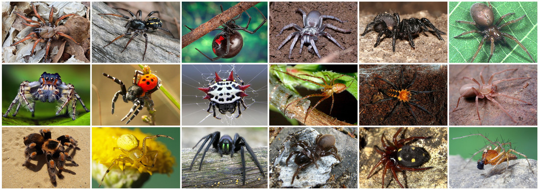 Er zijn meer dan 45000 soorten spinnen.