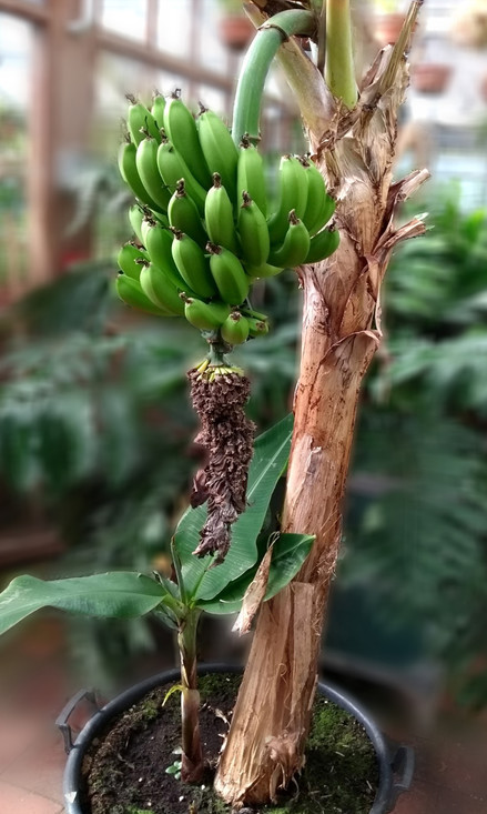 Aan de voet van de bananenplant zie je een nieuwe bananenplant. Ze hebben hetzelfde DNA.