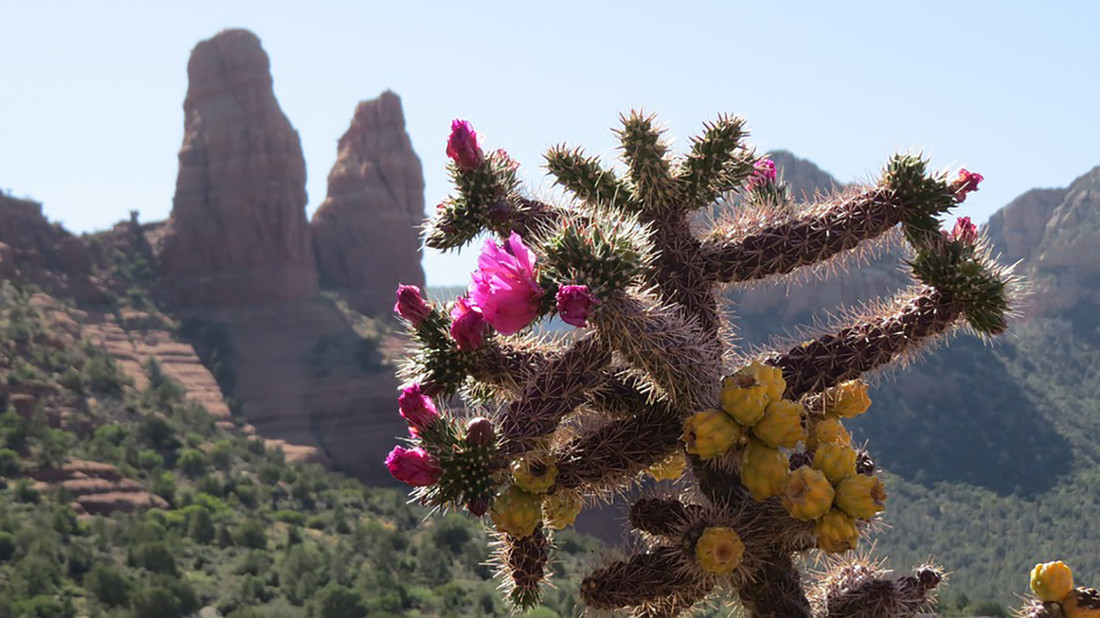 Deze bloeiende cactus gebruikt geslachtelijke voortplanting. 
