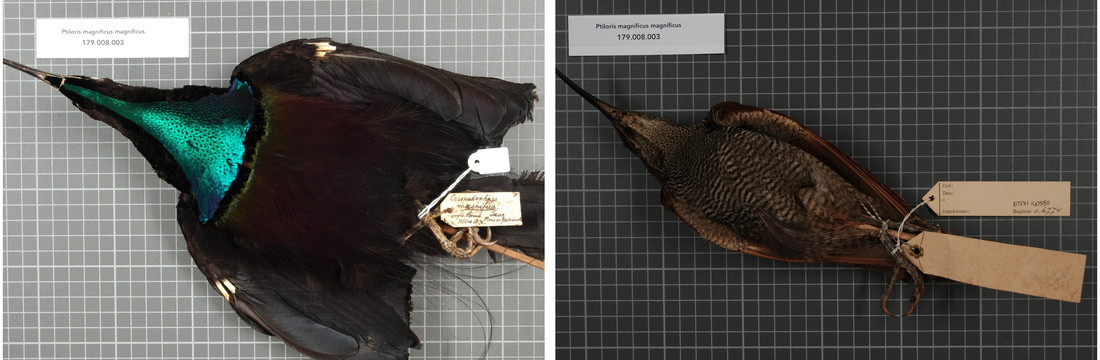 Een mannelijke en vrouwelijke prachtgeweervogel (Ptiloris magnificus) in de collectie van Naturalis.