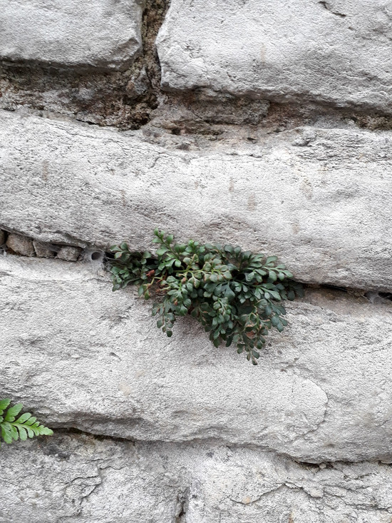 Muurvaren (Asplenium ruta-muraria) tussen voegen van een muur