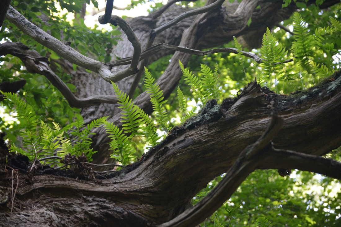 De brede eikvaren (Polypodium interjectum) op een boom