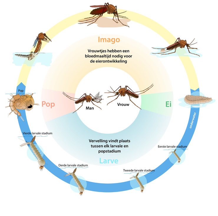 De ontwikkeling van een mug