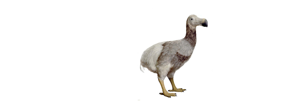Het dodo model van Jan Hakhof in de collectie van Naturalis.