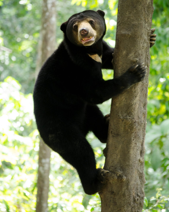 De Maleise beer is een goede klimmer.