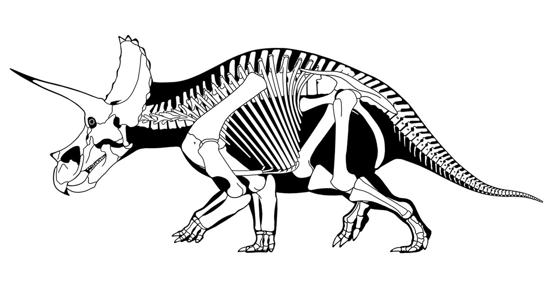 Skelet Triceratops