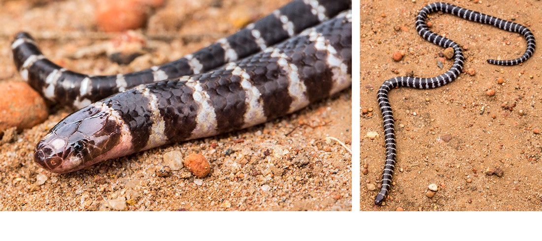 In Australie ontdekte Freek Vonk een nieuwe slangensoort de Vermicella parscauda.