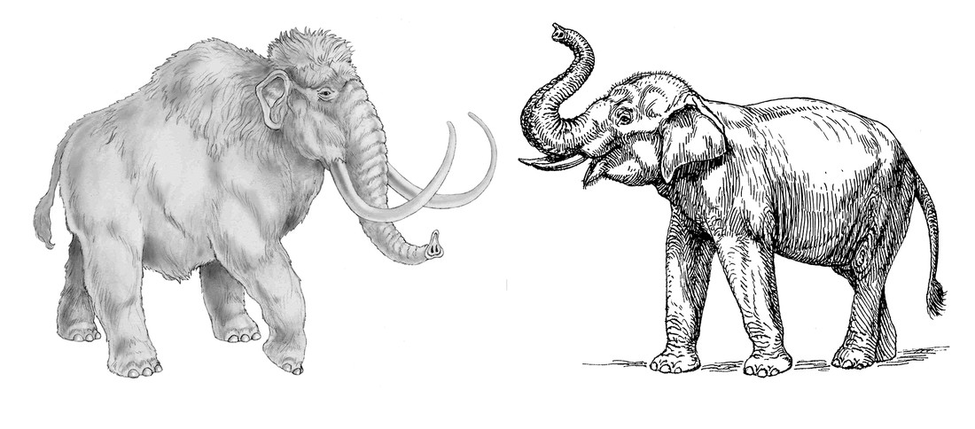 Wolharige mammoet en Indische olifant