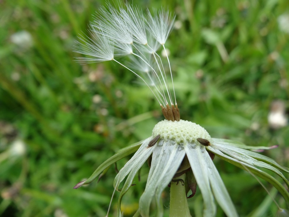 Pluisjes van een paardenbloem (Taraxacum officinale)