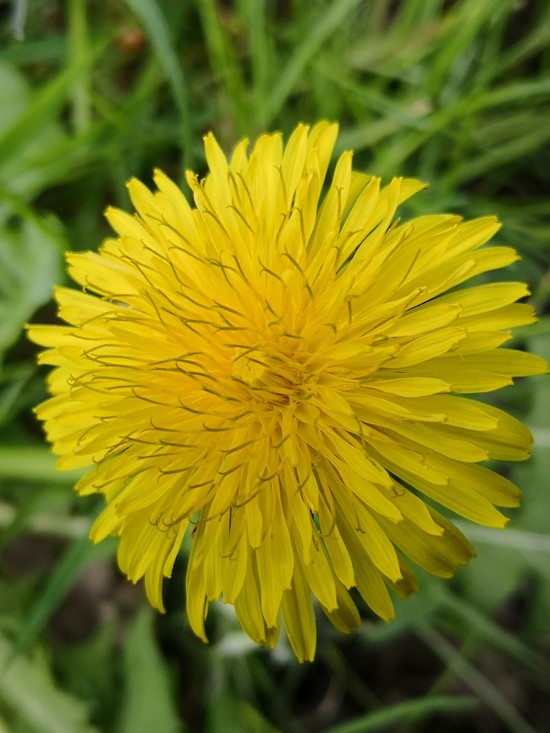 Een paardenbloem (Taraxacum officinale)