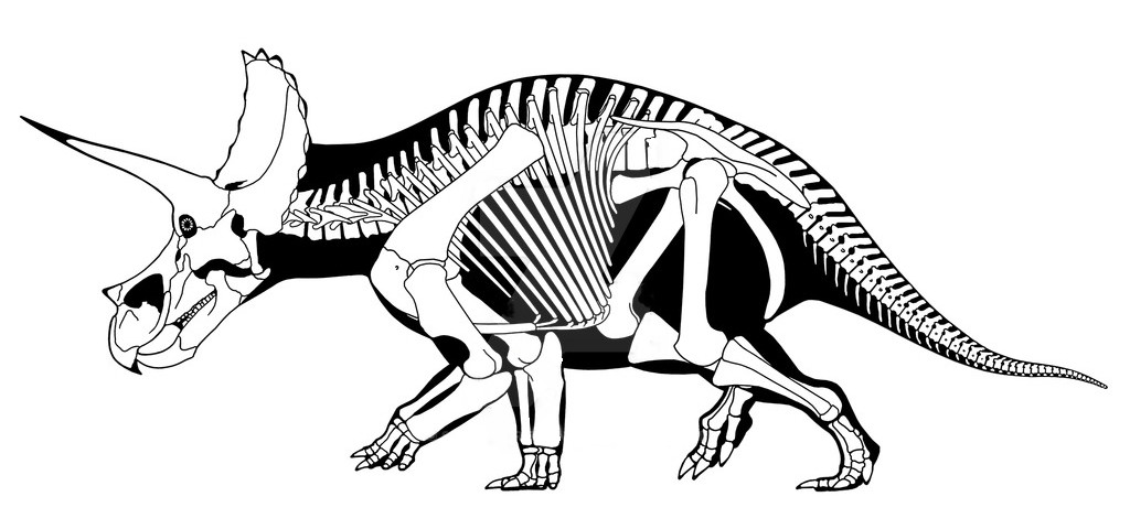 Skelet Triceratops