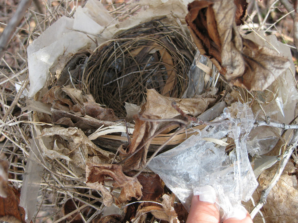 Een vogelnest met plastic