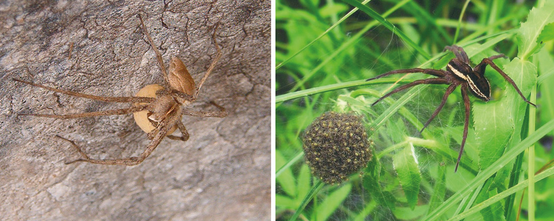 Links: Kraamwebspin (Pisauridae) met eicocon onder haar lichaam. Rechts: Kraamwebspin bovenop haar koepelweb met jongen.