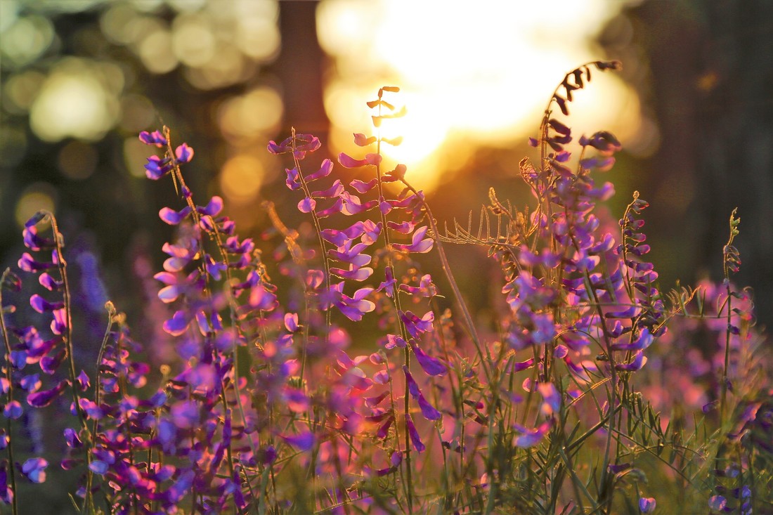 Bloemen zonsondergang