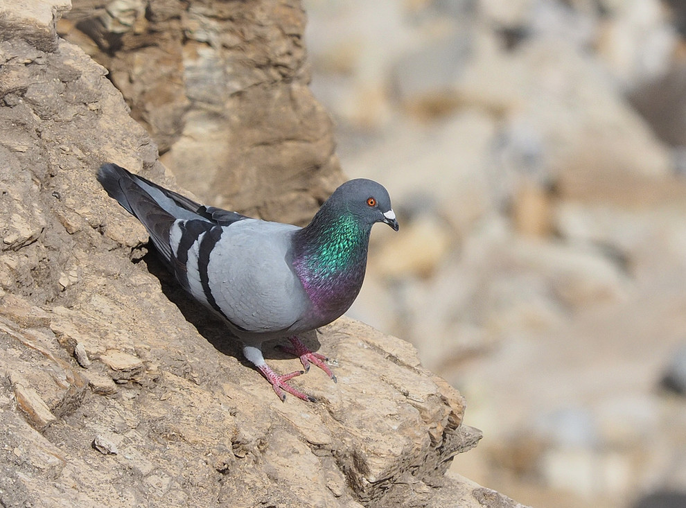 Een rotsduif (Columba livia).