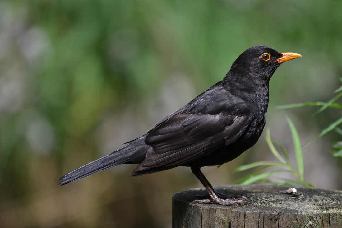 Een merel (Turdus merula).