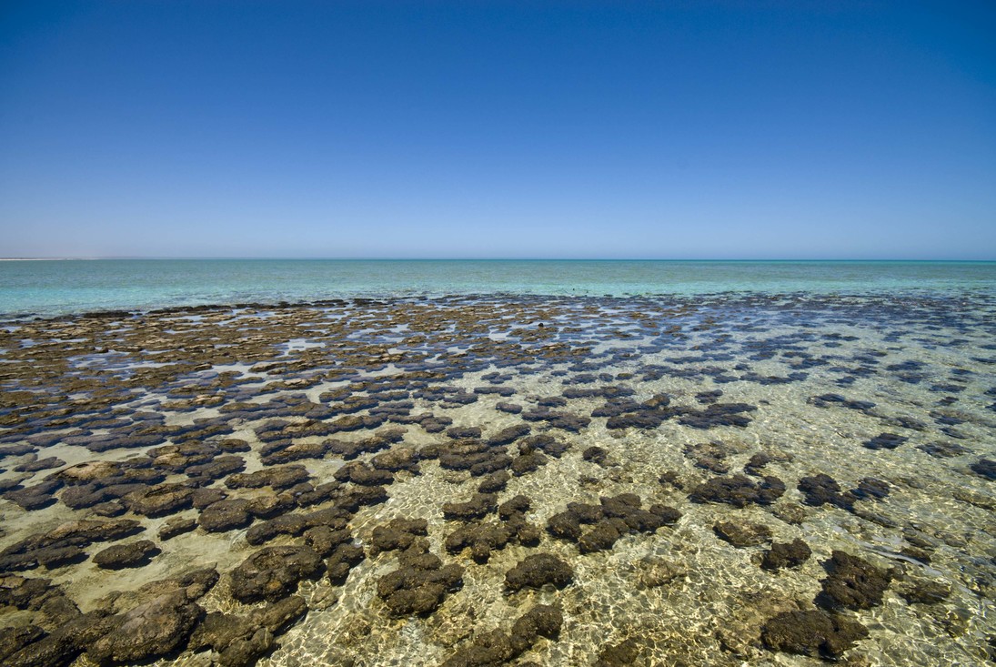 Stromatolieten in Shark Bay, Australië