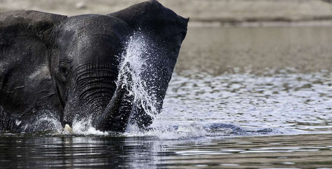 Deze Afrikaanse olifant neemt een verfrissend bad
