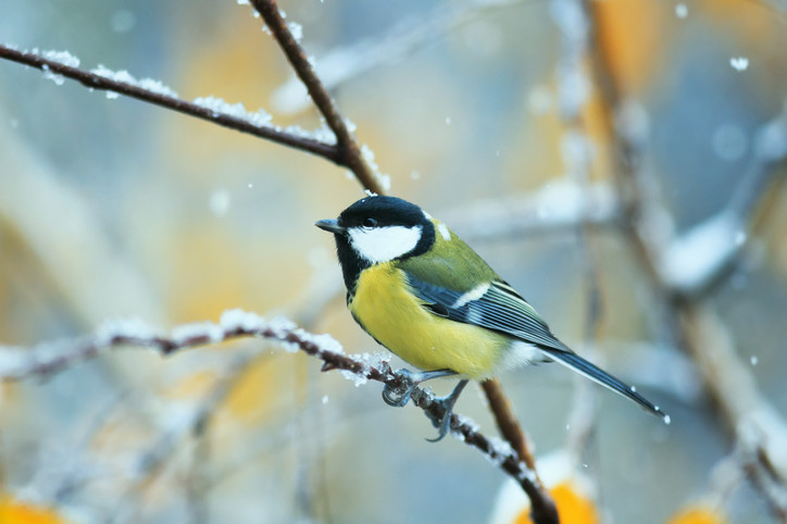 Koolmees in de winter op een berk