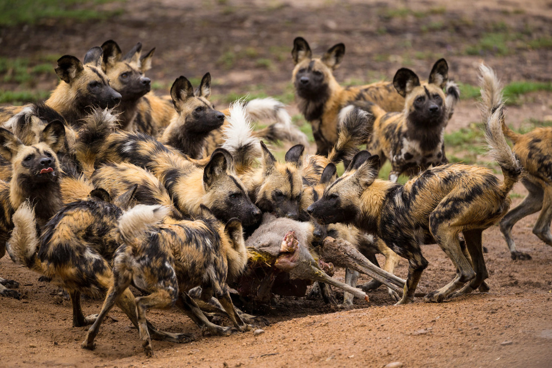 Een groep Afrikaanse wilde honden met een verse prooi